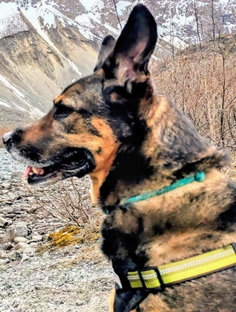 Marathon Miles, Wagging Smiles | Best Running Buddy: Fennel